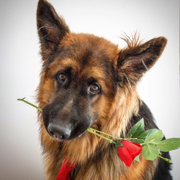 Красивые собачки