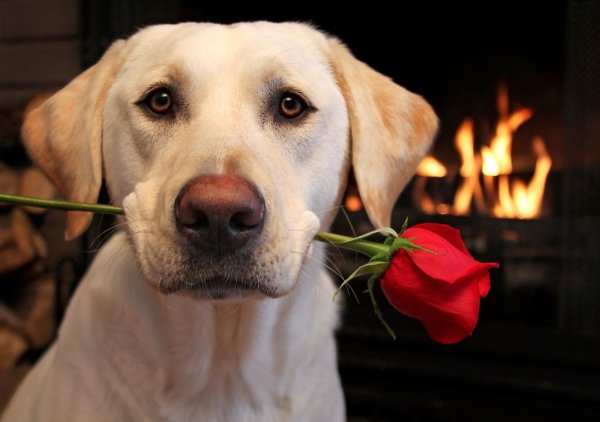 Красивые открытки с собачками и цветами