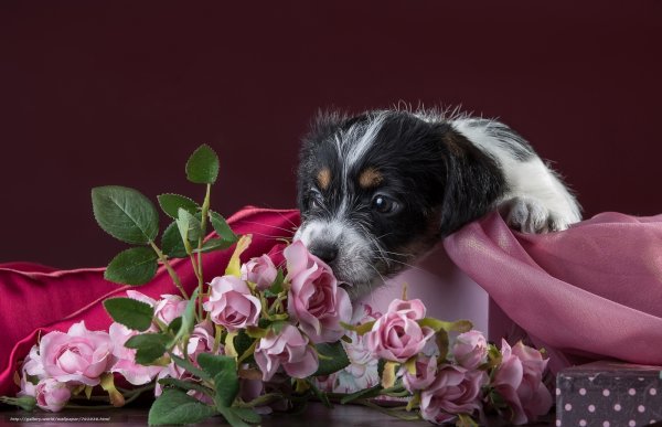 Красивые собаки