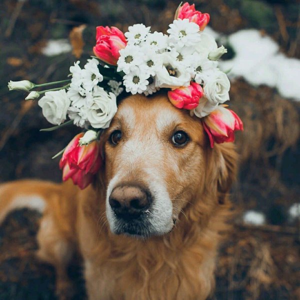 Собака весной