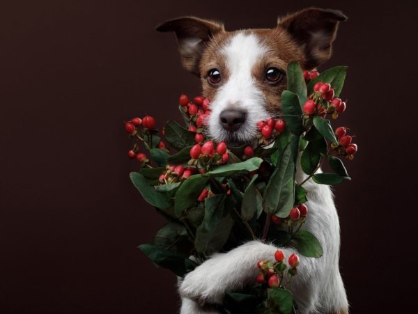 Собака с цветами в зубах