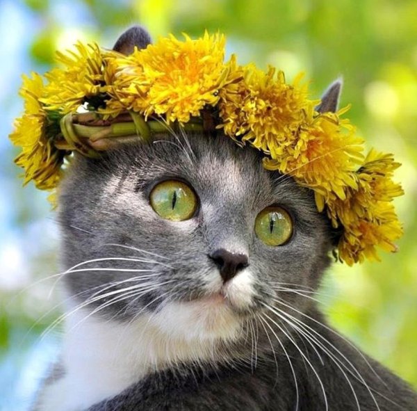 Утро цветы кот