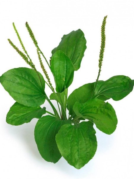 Подорожник Луговой