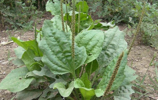 Подорожник паутинистый