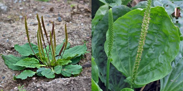 Подорожник большой