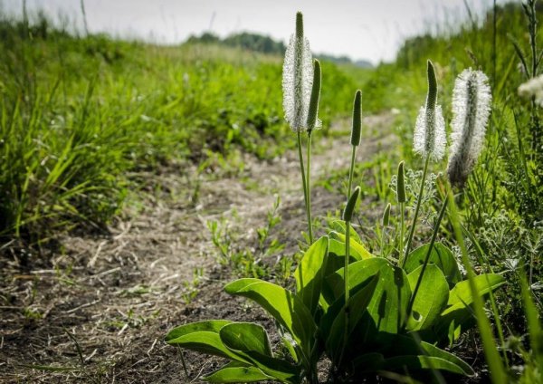 Подорожник сердцевидный