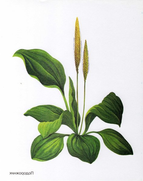 Подорожник трава