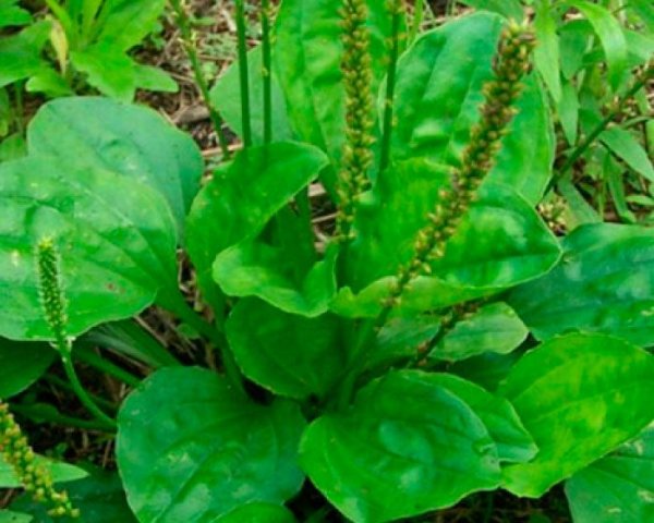 Подорожник большой