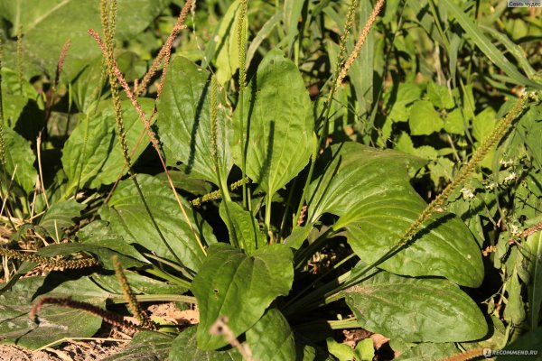Plantago Major