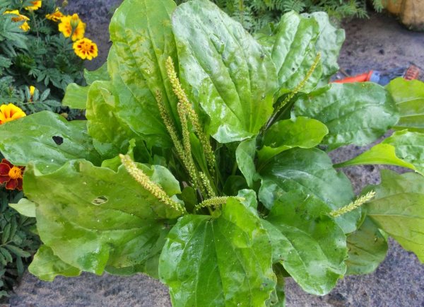 Подорожник широколистный