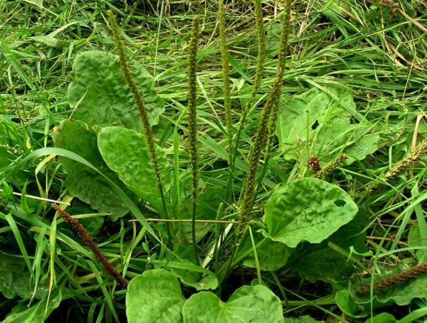 Подорожник Луговой