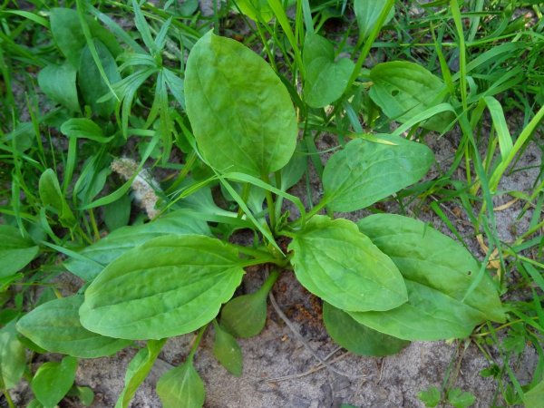 Plantago Major