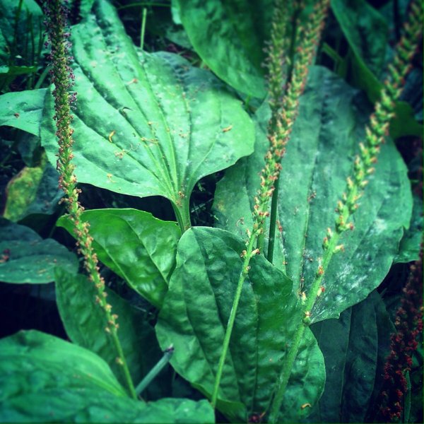Подорожник (Plantago)