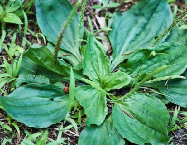 Подорожник растение