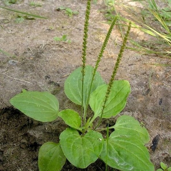 Подорожник Крашенинникова