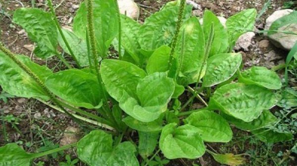 Подорожник большой