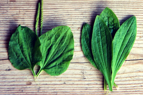 Подорожник растение