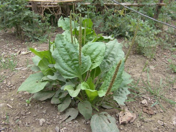 Подорожник (Plantago)