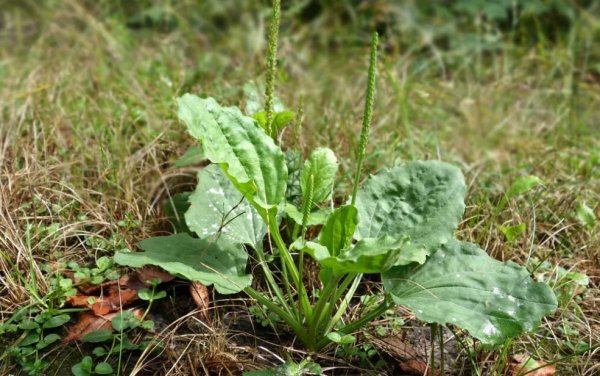 Подорожник паутинистый