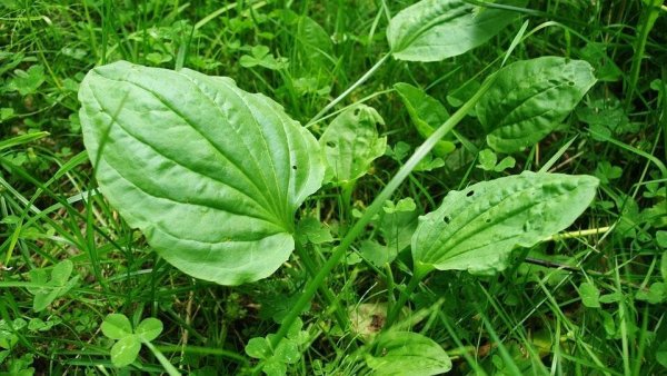 Plantain подорожник