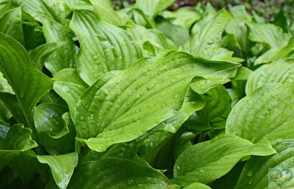 Подорожник большой