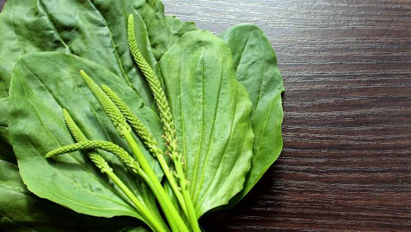 Подорожник на белом фоне