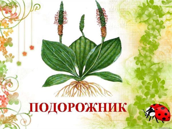 Подорожник Луговой