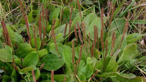 Подорожник большой