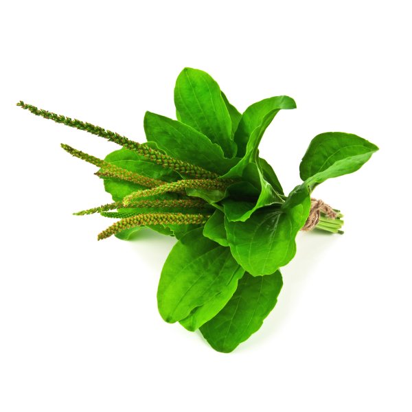 Папоротник подорожник