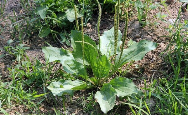 Подорожник средний Plantago Media