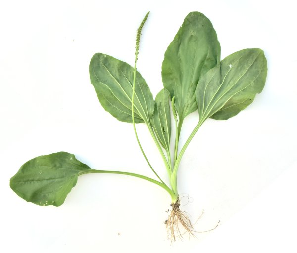 Подорожник трава лечебные