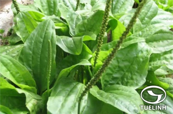 Plantago Media l. – подорожник средний