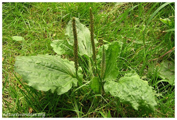 Подорожник сердцевидный