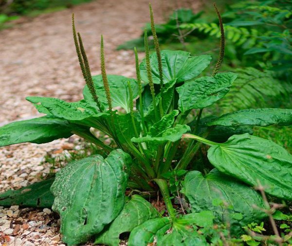 Подорожник большой (Plantago Major l.)