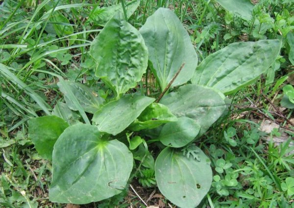 Подорожник ланцетолистный