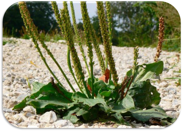 Подорожник Луговой