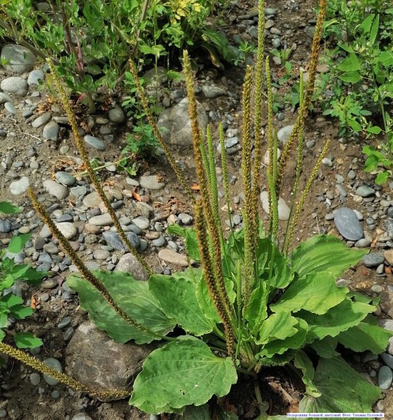 Подорожник средний Plantago Media