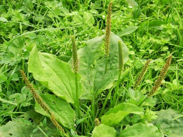 Подорожник ( Plantago Major)