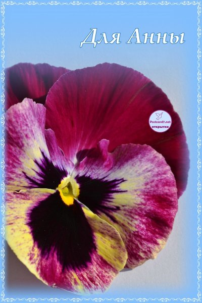 Цветочки для Анютки