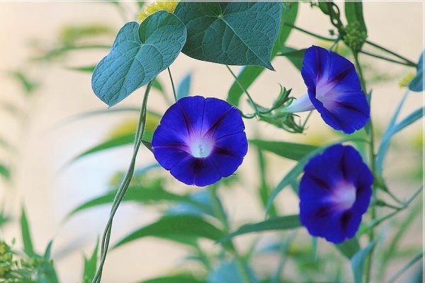 Вьюнок двувершинный