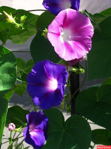 Вьюнок полевой фиолетовый