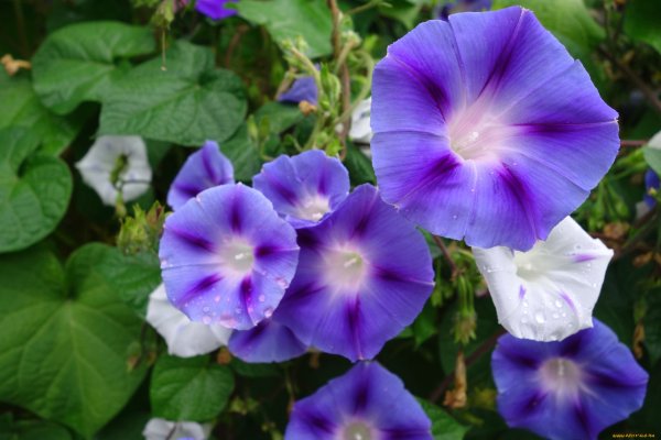 Ипомея Ipomoea p12