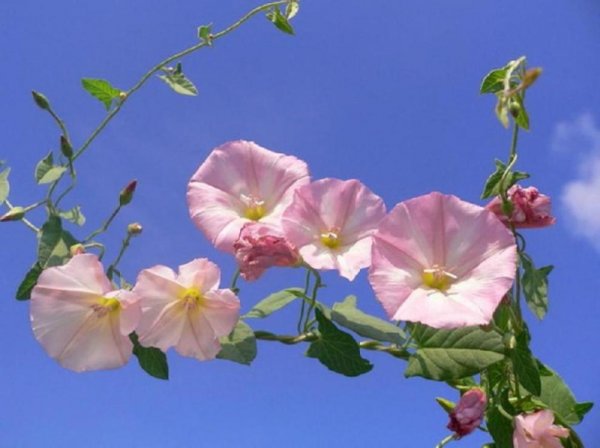 Вьюнок полевой Березка