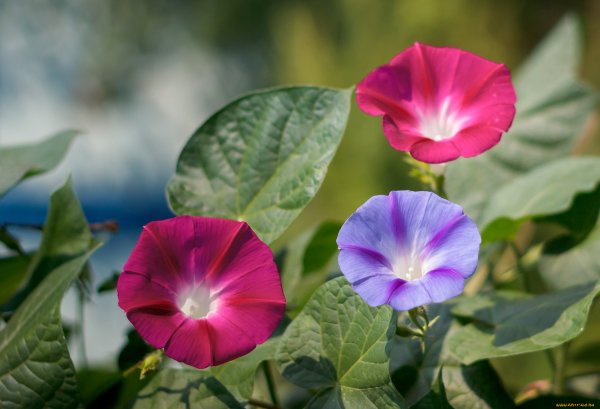 Вьюнок полевой