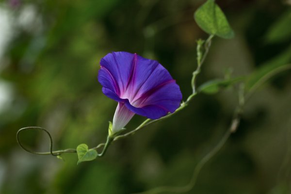 Вьюнок персидский