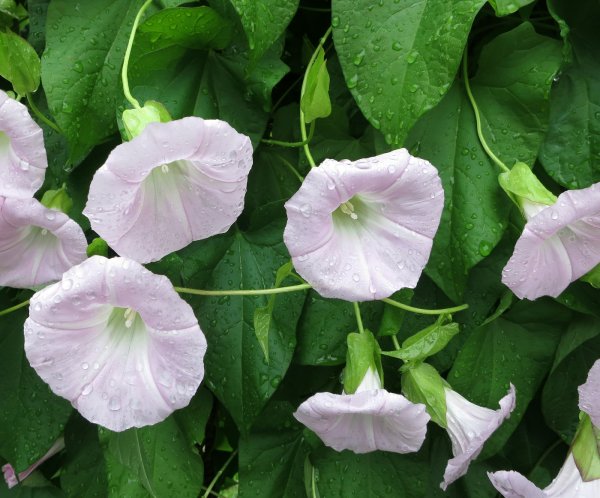 Вьюнок двувершинный