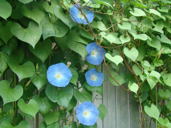 Ипомея Шантеклер