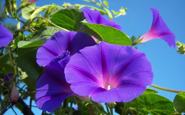 Вьюнок персидский