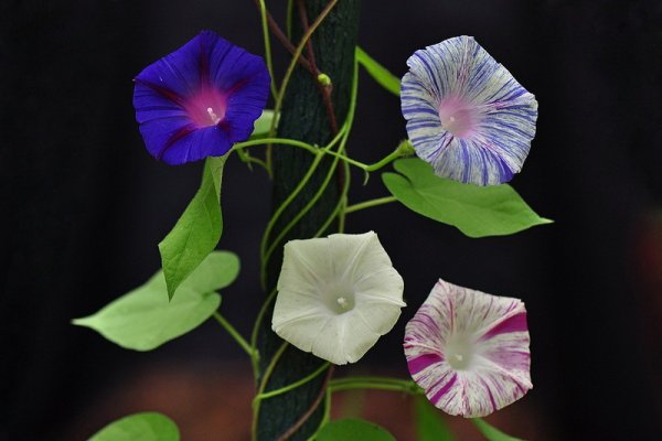 Вьюнок полевой вьющийся стебель