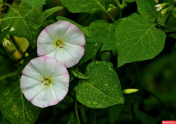 Садовое растение Вьюн (Вьюнок полевой)